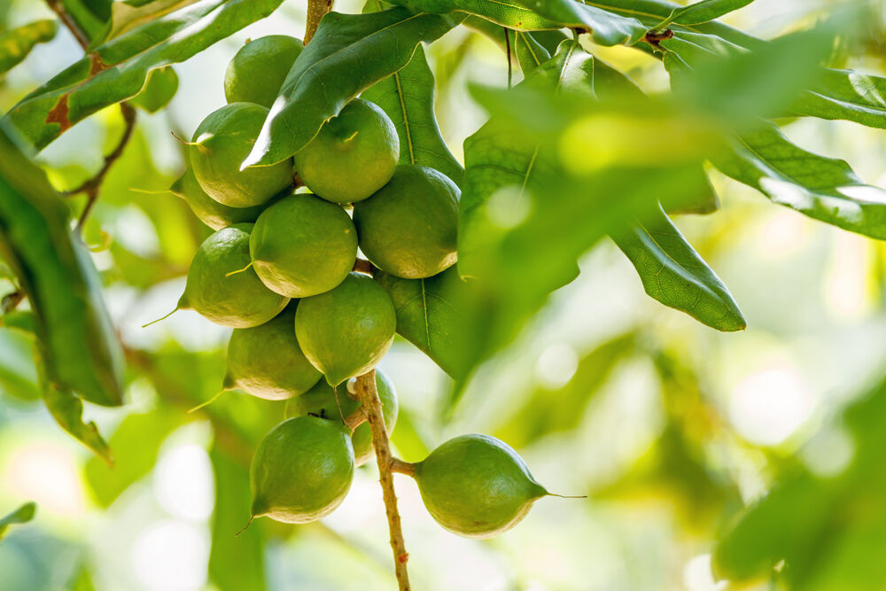 Macadamiaöl (Macadamia Integrifolia Seed Oil), ein Wirkstoff der LOMBAGINE Pflege