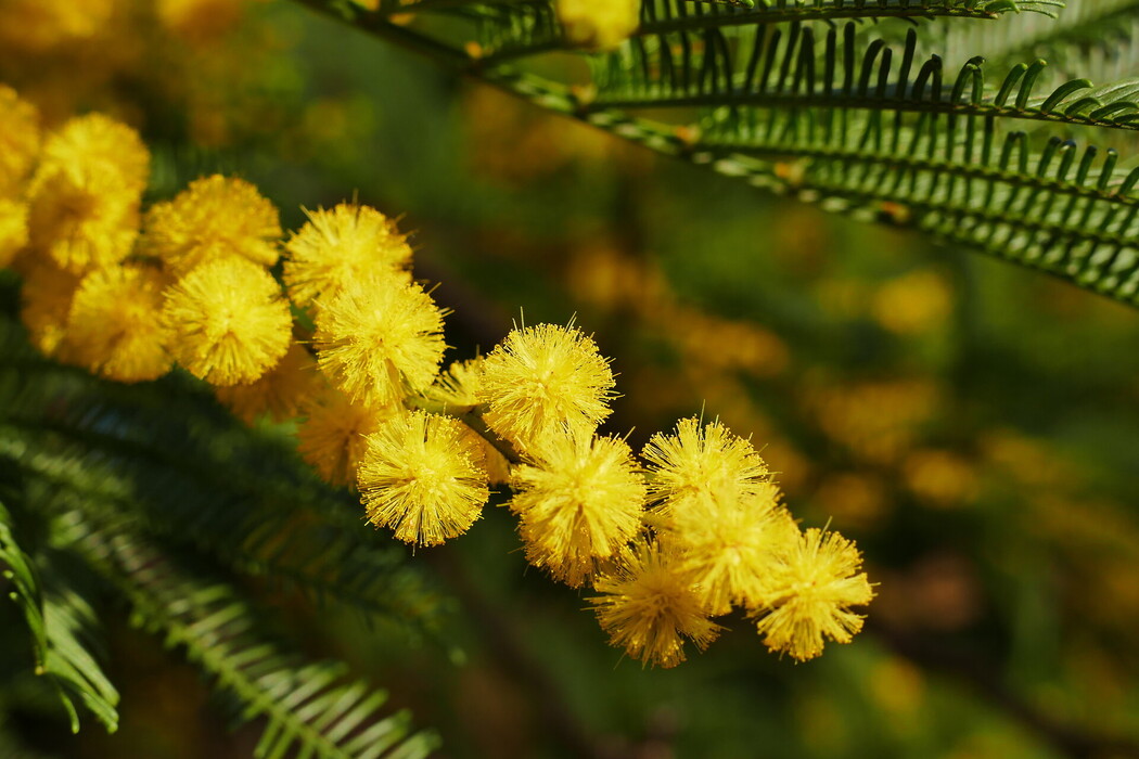 Silberakazienwachs (Acacia Decurrens Flower Cera), ein Wirkstoff der LOMBAGINE Pflege