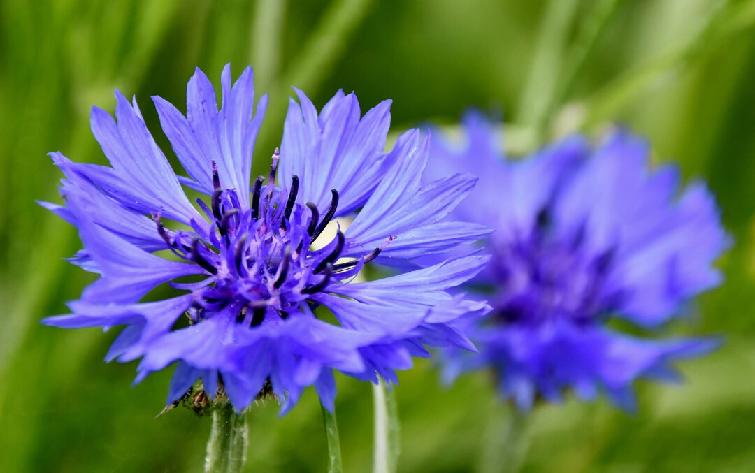 Centaurea Cyanus