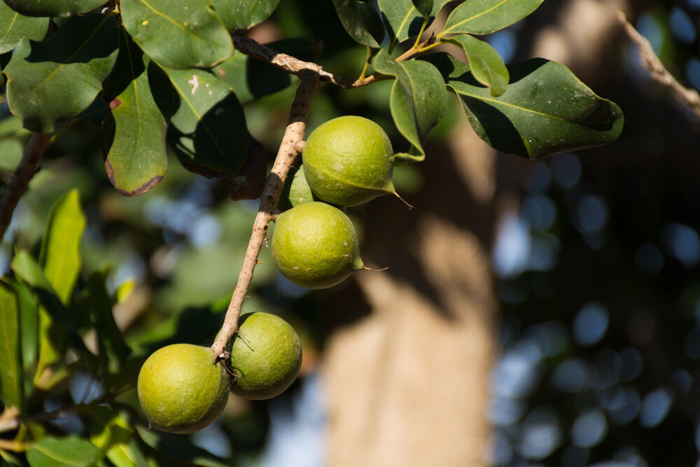 Macadamiaöl (Macadamia Ternifolia Seed Oil), ein Wirkstoff der LOMBAGINE Pflege