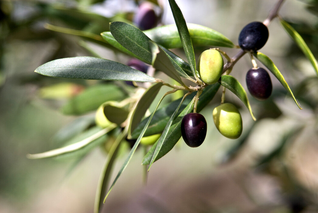 Olivenölester (Olive Oil Decyl Esters), ein Wirkstoff der LOMBAGINE Pflege