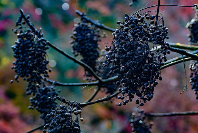Japanwachs (Rhus Succedanea Fruit Cera), ein Wirkstoff der LOMBAGINE Pflege