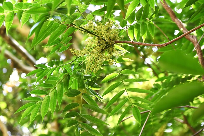 Japanwachs (Rhus Succedanea Fruit Cera), ein Wirkstoff der LOMBAGINE Pflege