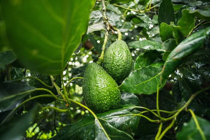 Avocadoöl, ein Wirkstoff der LOMBAGINE Pflege