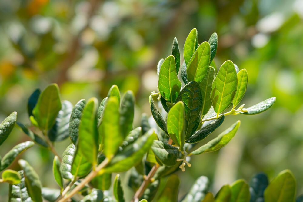 Diacetyl Boldine, ein Wirkstoff der LOMBAGINE Pflege