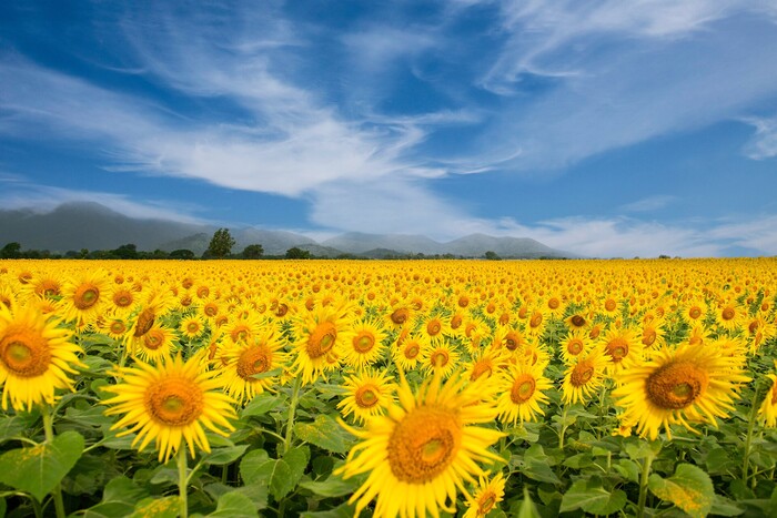 Sonnenblumenwachs, ein Wirkstoff der LOMBAGINE Pflege