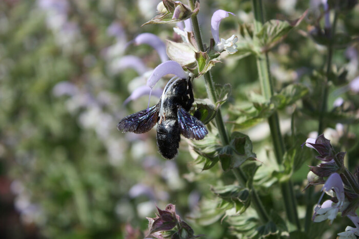 Muskatellersalbei (Salvia Sclarea), ein Wirkstoff der LOMBAGINE Pflege
