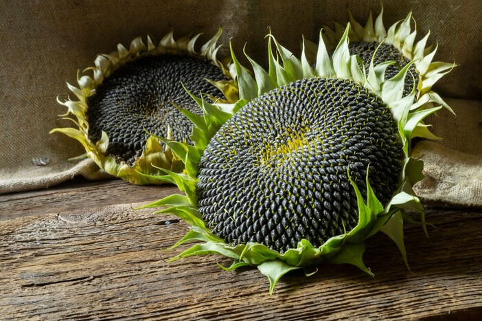 Sonnenblumenwachs, ein Wirkstoff der LOMBAGINE Pflege
