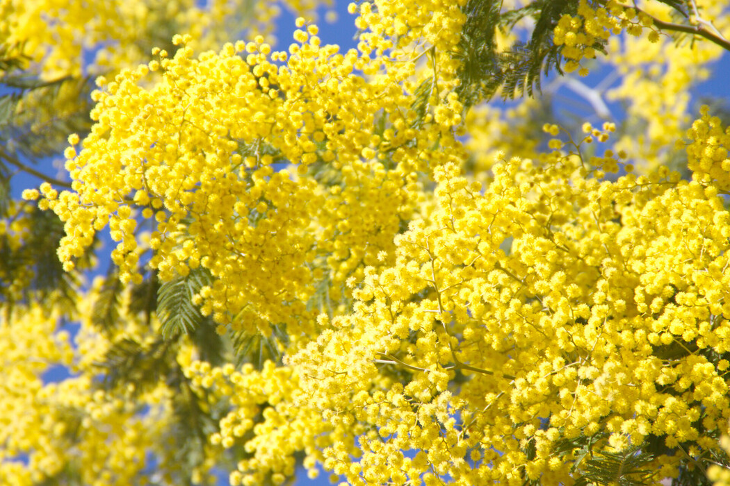 Silberakazienwachs (Acacia Decurrens Flower Cera), ein Wirkstoff der LOMBAGINE Pflege