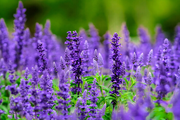 Muskatellersalbei (Salvia Sclarea), ein Wirkstoff der LOMBAGINE Pflege