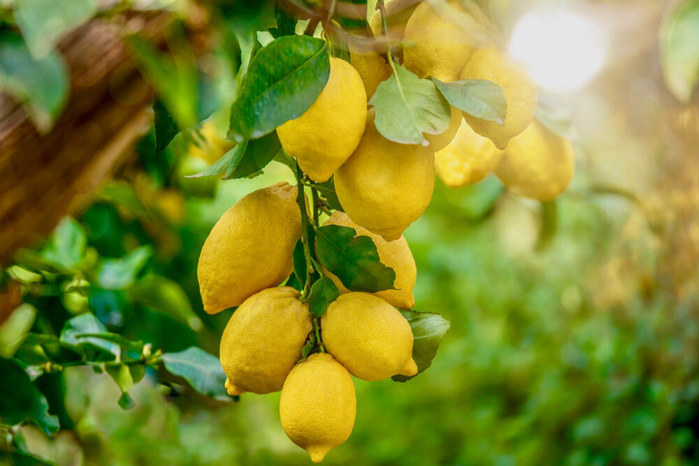 Zitronenöl (Citrus Limon Peel Oil), ein Wirkstoff der LOMBAGINE Pflege