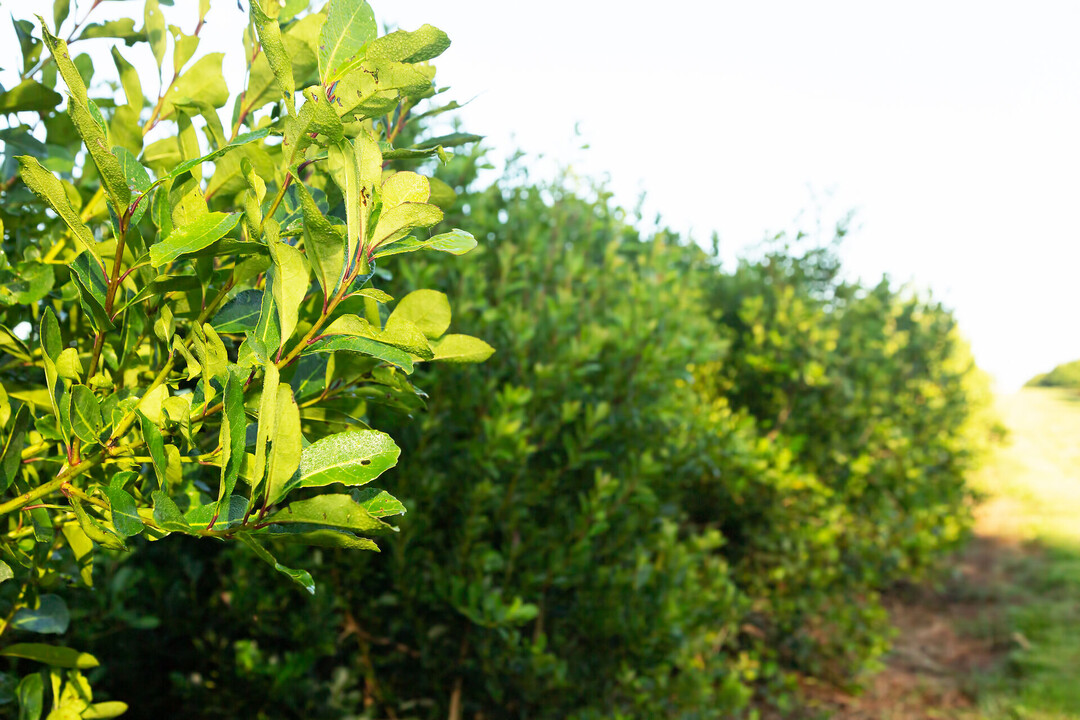 ILEX PARAGUARIENSIS LEAF EXTRACT (Mateteeblatt-Extrakt) - Wirkstoffe -  Lombagine
