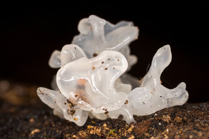 Tremella (Schneepilz-Extrakt), ein Wirkstoff der LOMBAGINE Pflege
