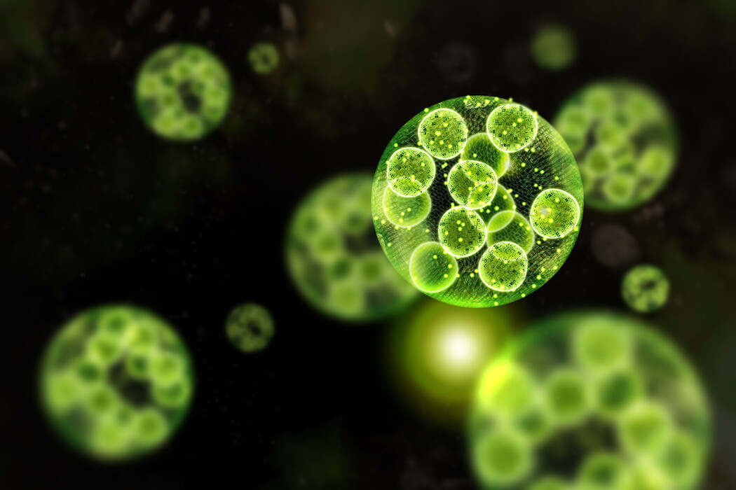 CHLORELLA VULGARIS EXTRACT Wirkstoffe Lombagine