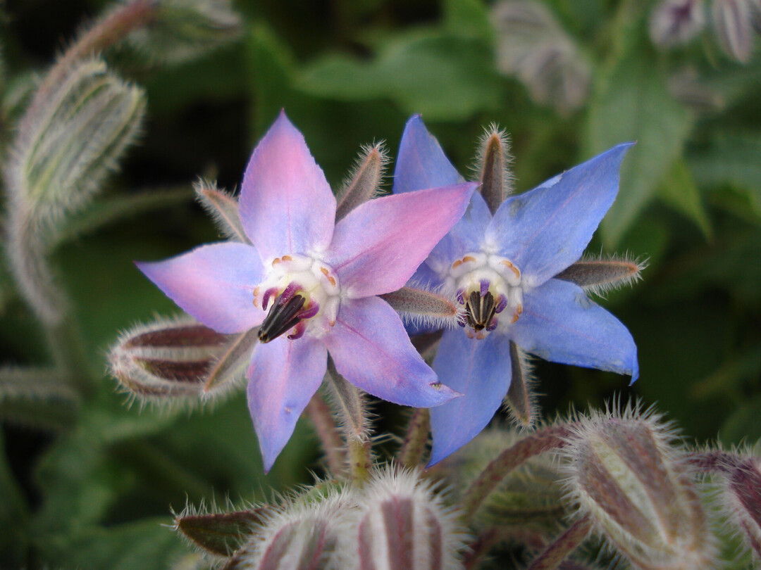 BORAGO OFFICINALIS SEED OIL Wirkstoffe Lombagine
