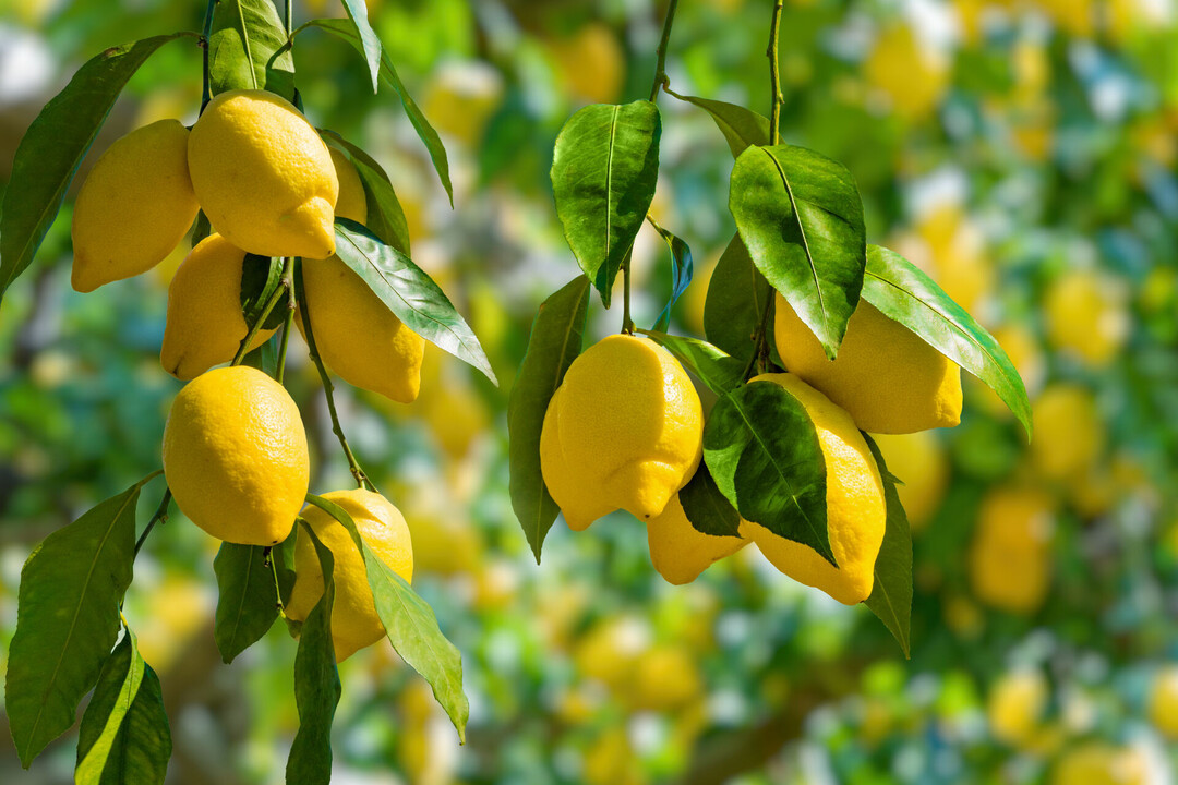 CITRUS LIMON FRUIT EXTRACT Wirkstoffe Lombagine