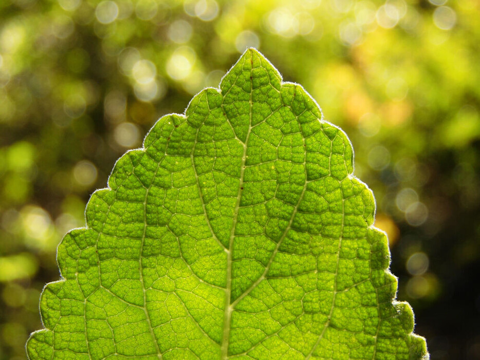 Diacetyl Boldine, ein Wirkstoff der LOMBAGINE Pflege