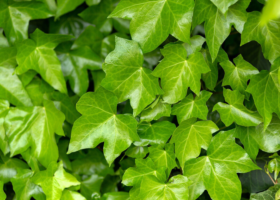 Efeustängel-Extrakt (Hedera Helix Stem Extract), ein Wirkstoff der LOMBAGINE Pflege