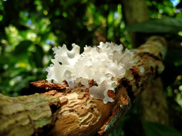 Tremella (Schneepilz-Extrakt), ein Wirkstoff der LOMBAGINE Pflege