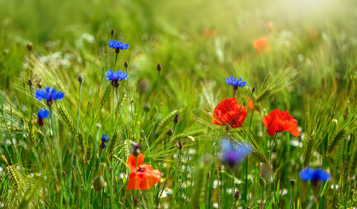 CENTAUREA CYANUS FLOWER EXTRACT (Blütenextrakt der Kornblume) - Wirkstoffe - Lombagine