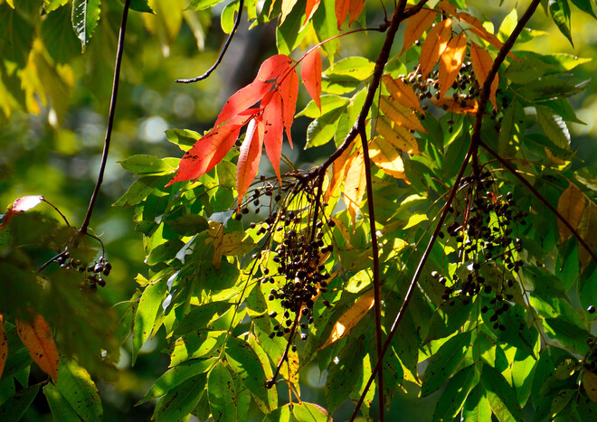 Japanwachs (Rhus Succedanea Fruit Cera), ein Wirkstoff der LOMBAGINE Pflege